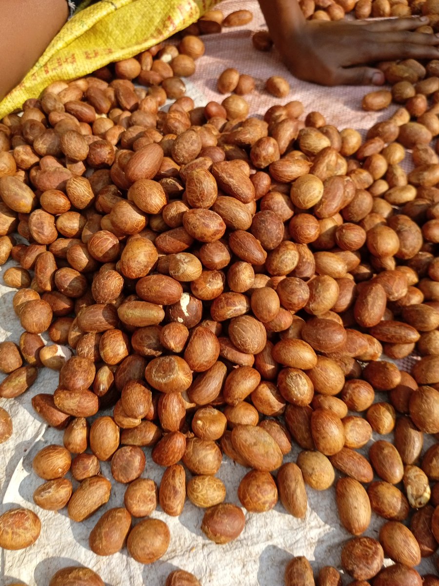 Proudly Agriculturist Fayomi_nut.
We take pride in our farm-fresh products and innovative approach. Our mission is to educate and share knowledge, setting us apart. 
Patronize us today and taste the difference for yourself!
#Fayomifash