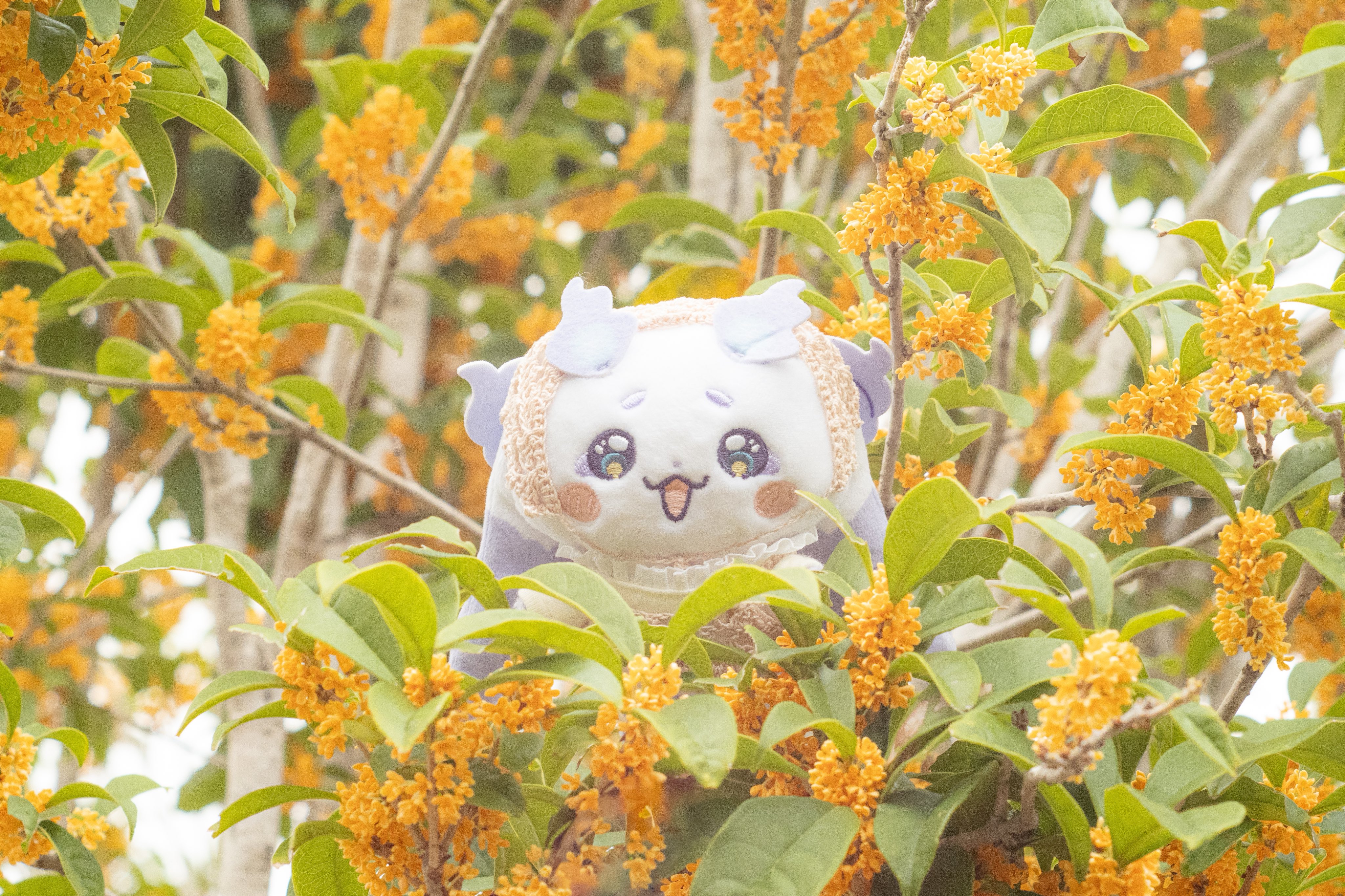 ちょまと撮ったよ - Search / X