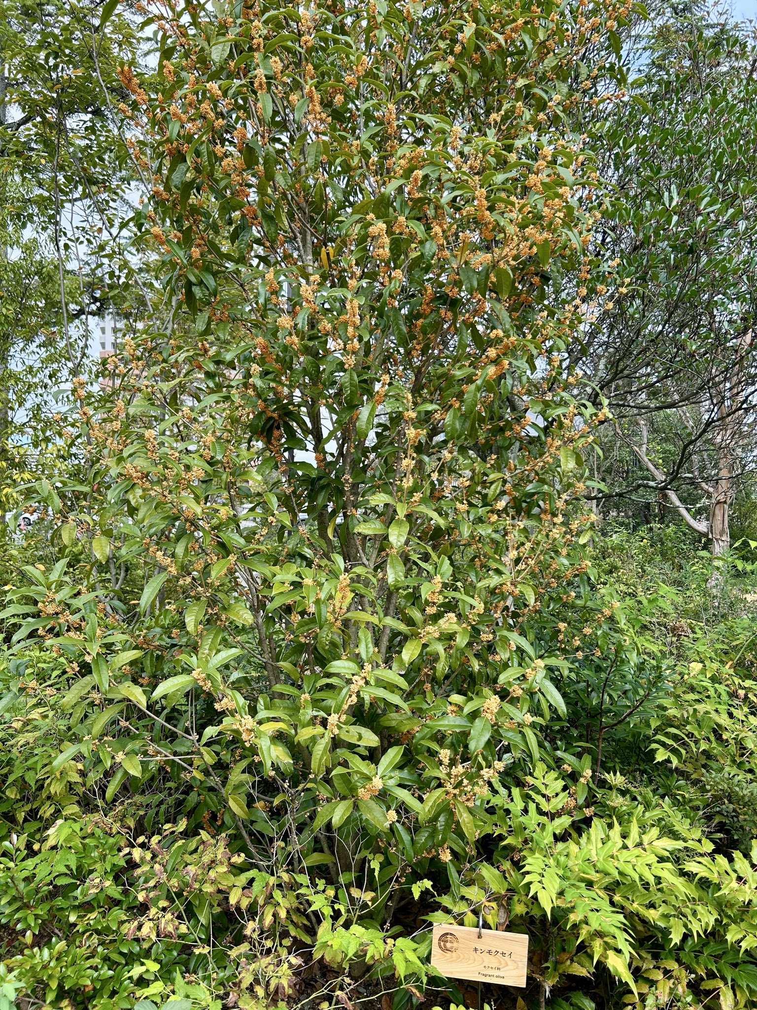 【金木犀様】専用ページです❣️ つまみ細工 金木犀のブックマーカー - メルカリ