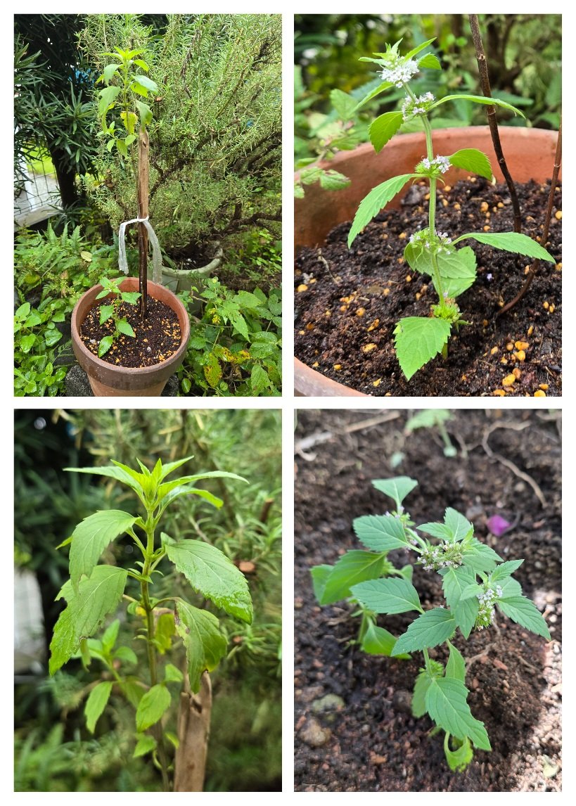 実家の裏庭に繁茂していた和ハッカを､我が家の庭に連れてきました