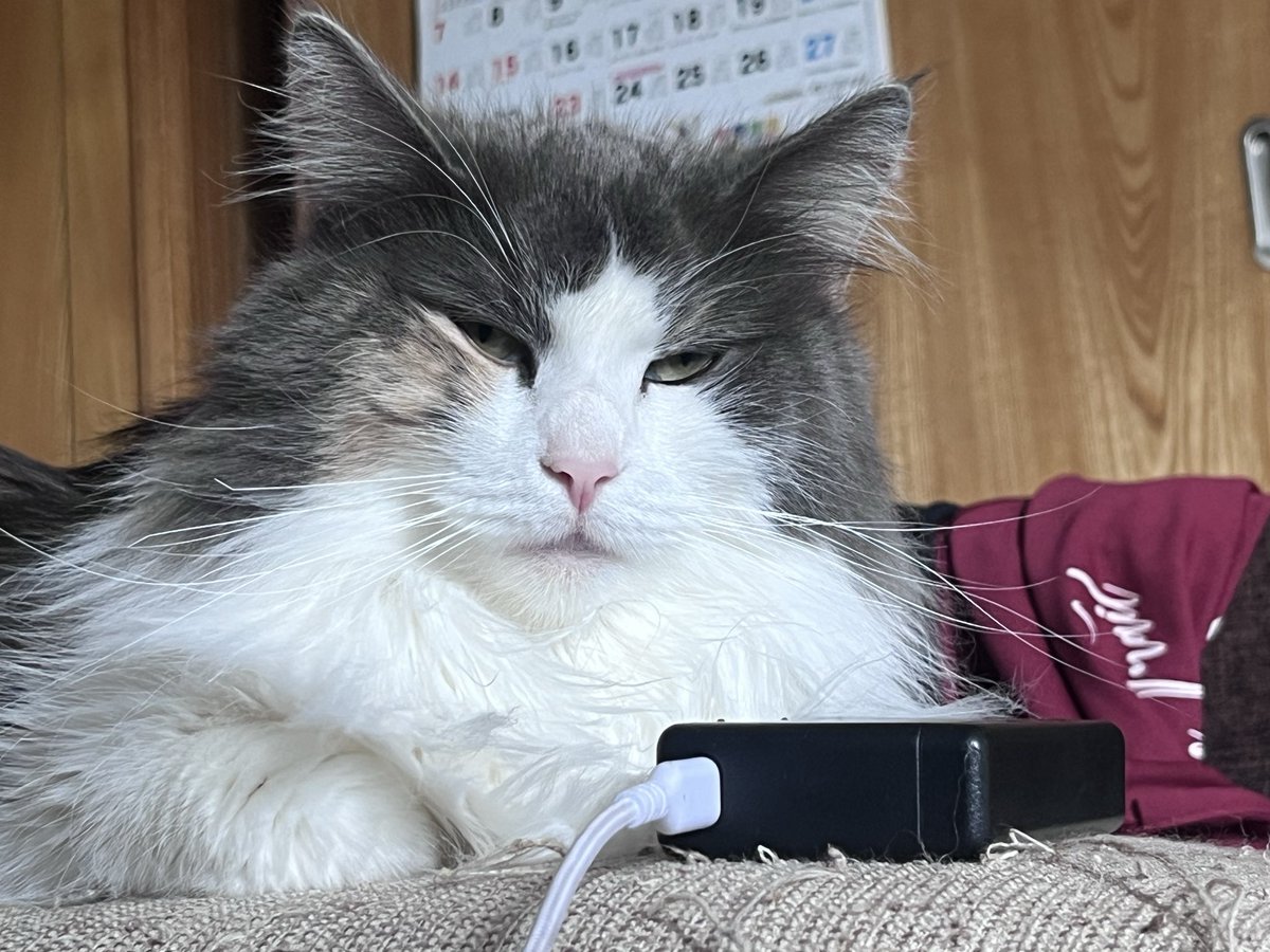 takapipi0818's tweet image. なんなんこの顔^ ^