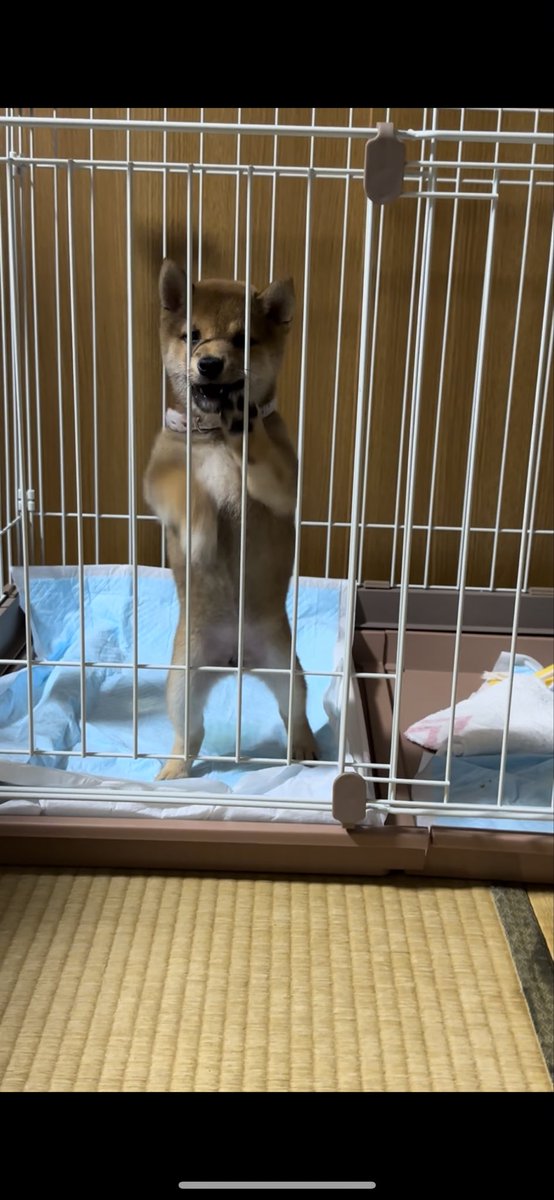 #みんなのパピパピ姿見せて