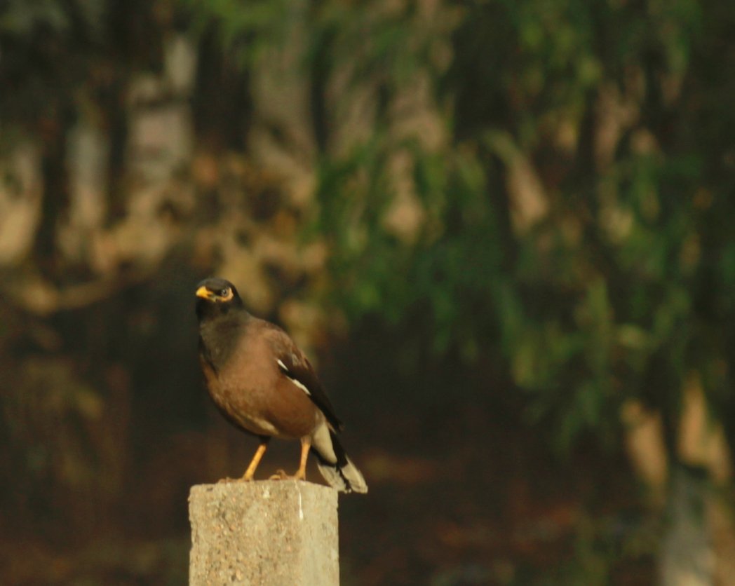 Agnimitra Talapatra (@agnimitratalap1) on Twitter photo 