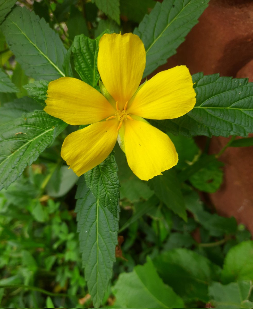 Agnimitra Talapatra (@agnimitratalap1) on Twitter photo 