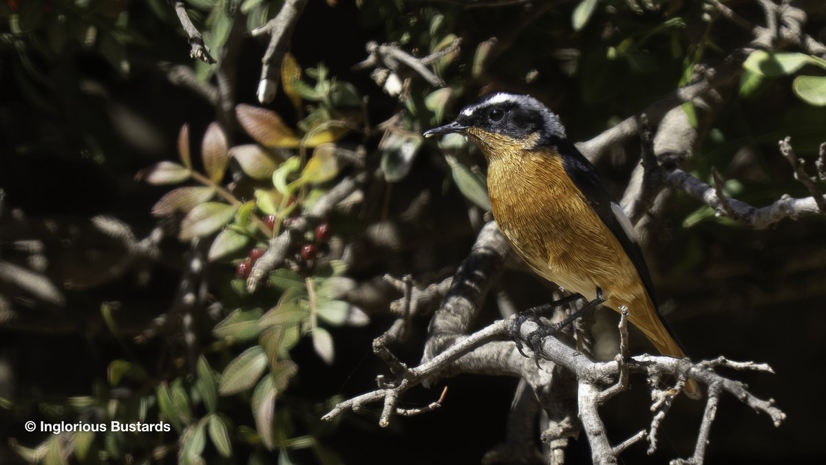 Otis_inglorius's tweet image. Our second zone on our #BirdingTwoContinents tour and deep into the ornithologically under-explored #Rif #Mountains of #Morocco

Mountain side cork #forests bustling with endemic wild Barbary #Macaques and Levaillant's #Woodpeckers.  

River valleys with Maghreb #Owls and…