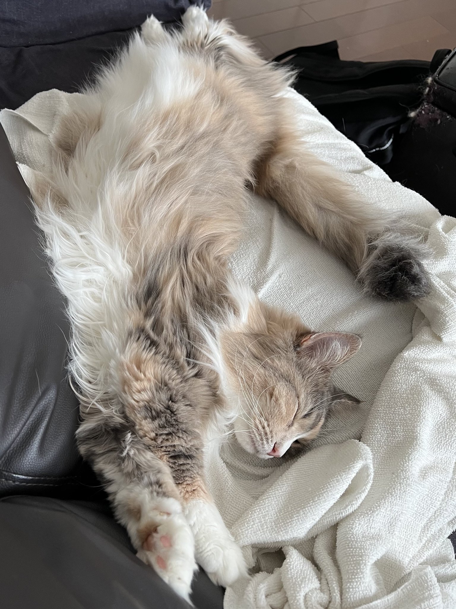 ＊きなこもっち＊プロフを読んでください。ページ きなこもっちー (@Kinak0_MOCHl) / Posts / X