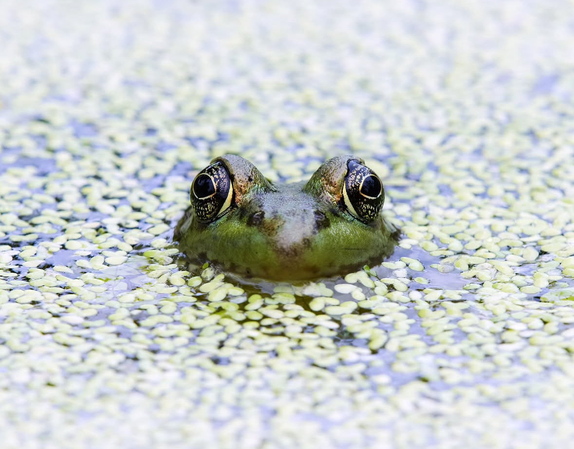 sheclicksnet's tweet photo. A frog peeping above the water, photographed by Instagrammer sierranikol13
#sheclicksnet #femalephotographers #women #womenphotographerscommunity #photography #femalephotographer #naturephotography #wildlifephotography #wildlife #amphibian #frog #greenfrog https://t.co/3EEeb7lG1l