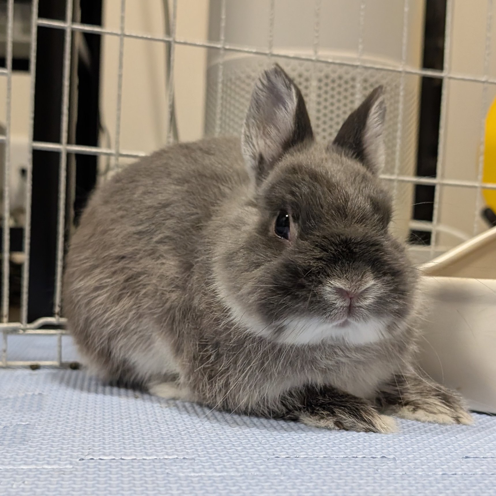 うさぎのアッシュ on X: 