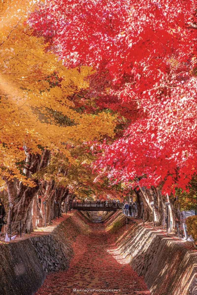 これを見た人はオレンジが入ってる画像を貼れ 河口湖もみじ回廊