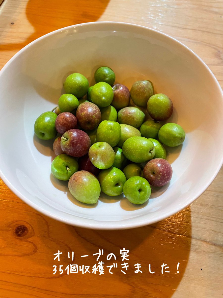 clc_vegetable's tweet photo. 教会のオリーブの木に今年も実がなりました！！
#千葉愛の教会 https://t.co/RNOrC7QHDW
