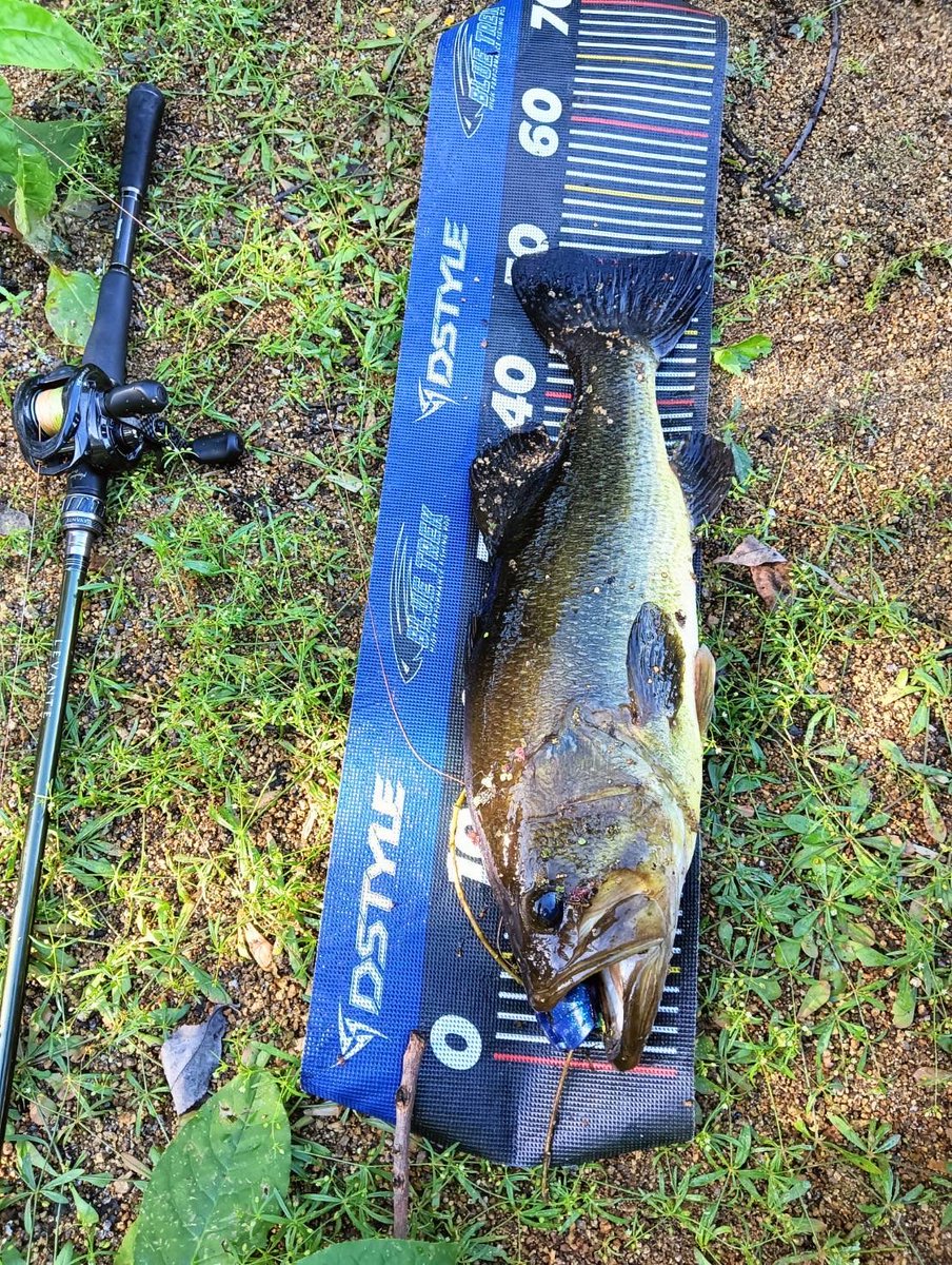 WEVA2019's tweet photo. ダンさんから釣果報告頂きました！

釣行日 25.10.17
場所  岡山県  倉敷市  溜池
天気 ？
時間 ？
気温 ？
水温 ？

ルアー /  デプス　リルラビット　

size 50cm /  43cm

#岡山
#倉敷
#岡山バス釣り
#バス釣り
#ブラックバス
#ため池
#デプス
#リルラビット https://t.co/DYLoqeNqCw