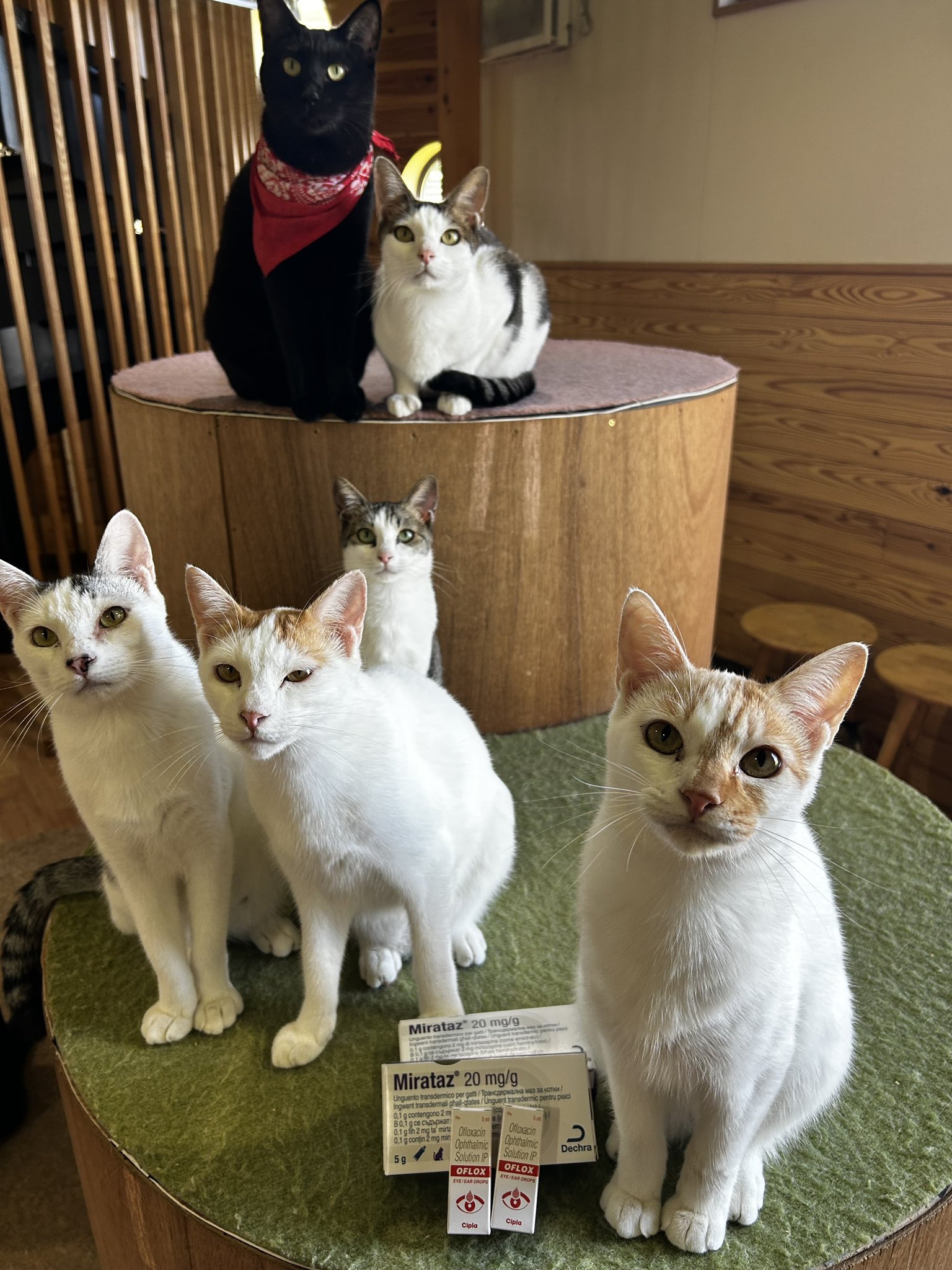 さとう＠猫ぼっこ on X: 