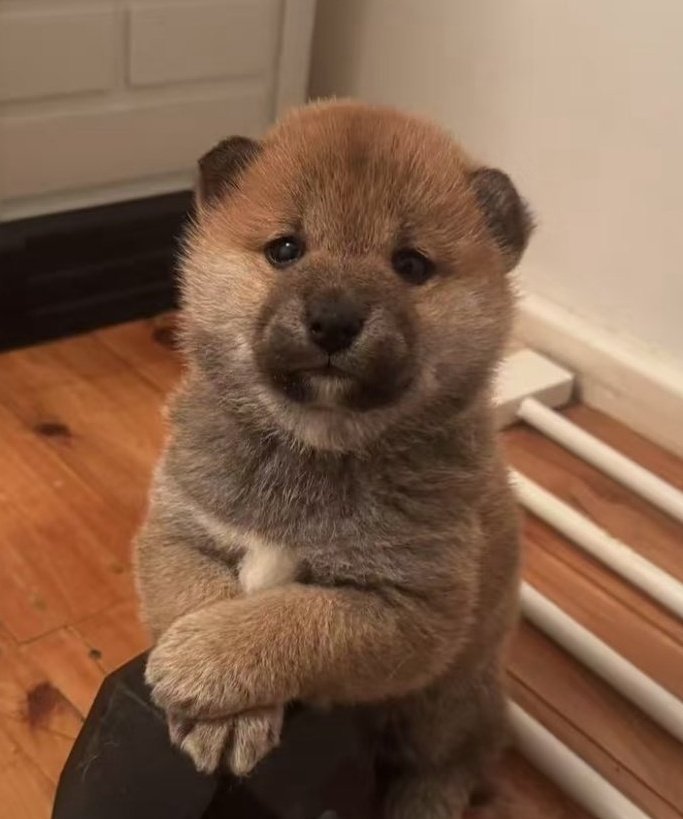 이날 머리랑 옷때문에 곰같기도하고 근데 하는짓은 똔개여가지고 곰개. 라고 해야할지뭐라할지
