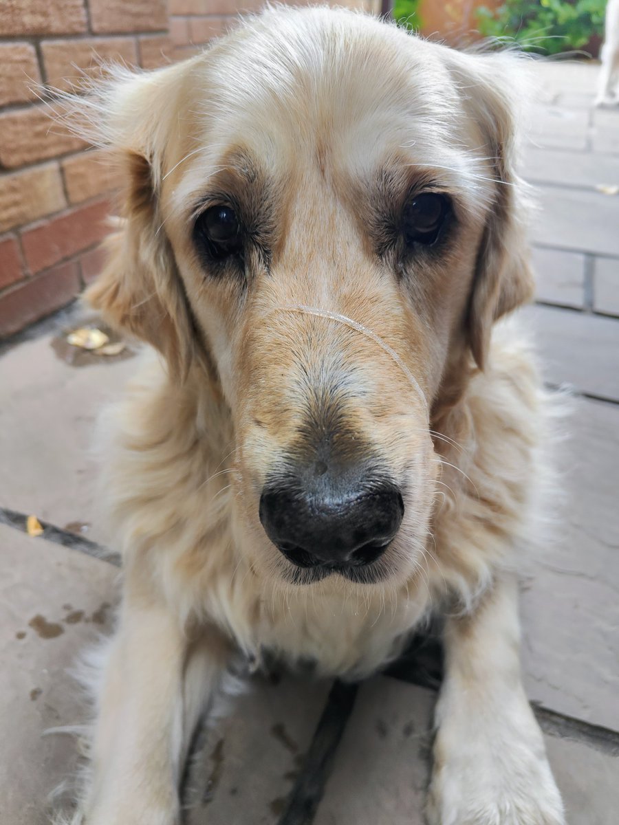 Slobbery *boop* anyone?? 😏🤣 #HappySunday #goldenretriever #boop