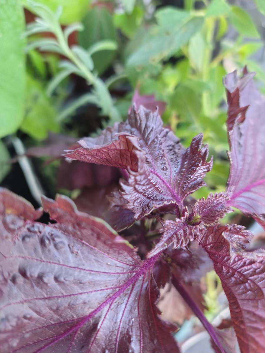 I just Rip Van Winkled/lived in a dream looking at plants, making lists about plants, reading about plants, thinking about plants, touching plants.