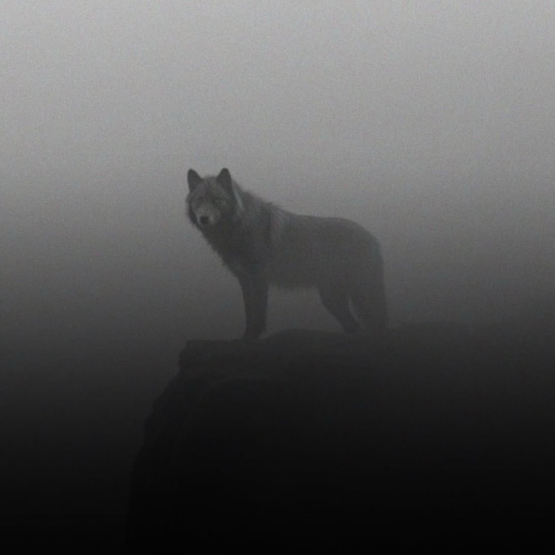 🇹🇷 “Kurtları bağlamışlar, çakallar serbest. Eşkiya düze inmiş, yiğitler derdest.”
