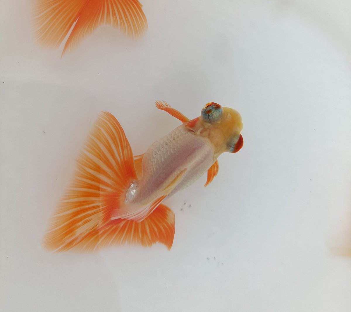 今日は、井ノ口養魚場にて、普通鱗蝶尾を育てる会でした。
当歳魚と2歳魚が、人それぞれの育て方で、どうなるのか、実に楽しかったです‼️
来年も続けられることになりました👍🏼
#蝶尾
#普通鱗蝶尾を育てる会
#井ノ口養魚場