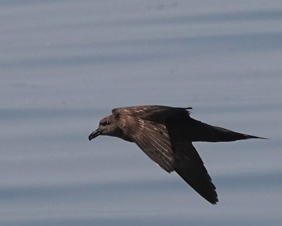 The first rain for weeks is keeping me at home today and thinking of warmer climes... This Jouanin's Petrel gave us a very close fly by on a pelagic off Mirbat, Oman in November 2024; a much wanted species that I didn't expect to see at such close quarters.