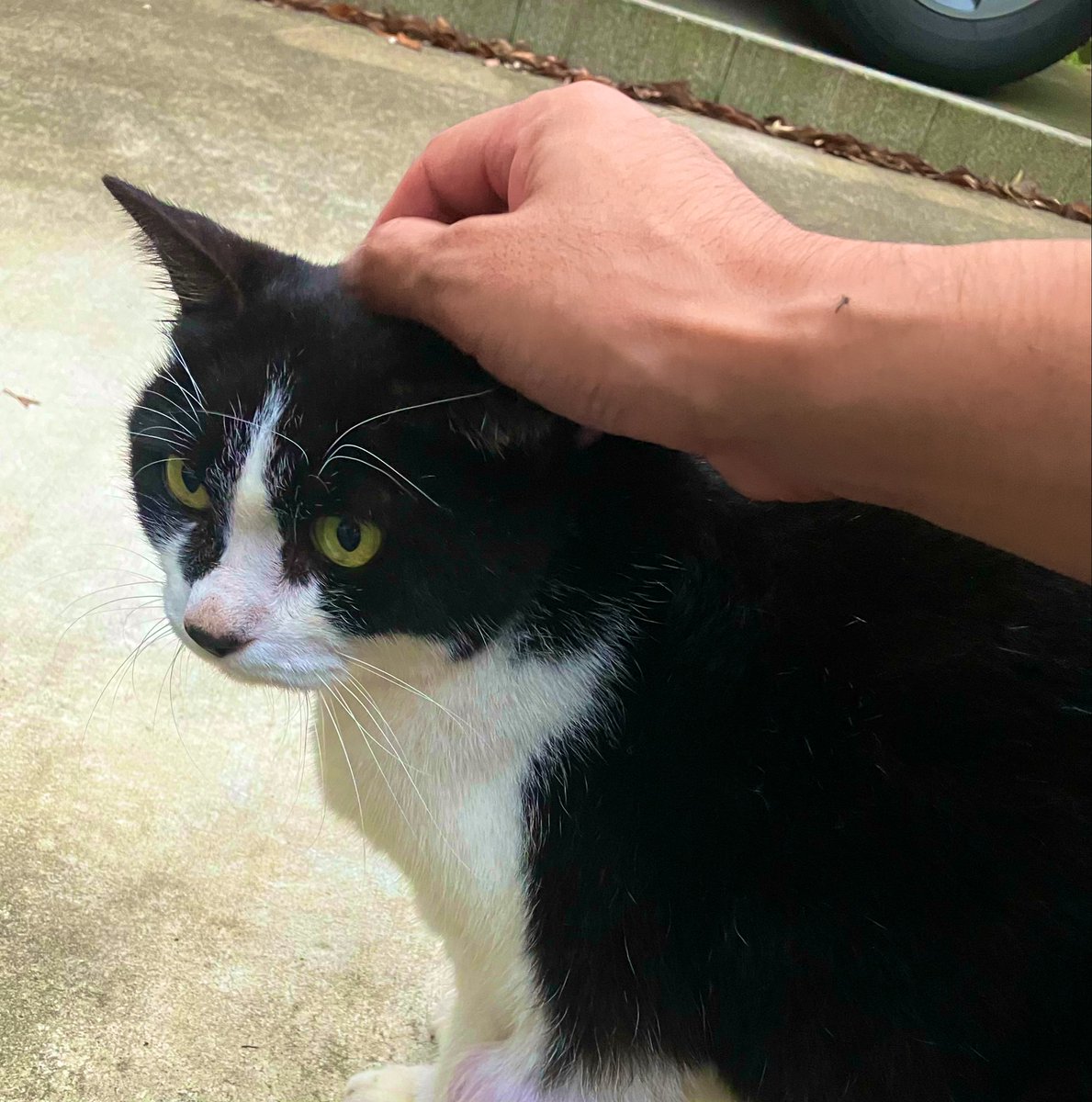 近所をお散歩中にネコちゃんと遭遇。懐っこいコ。その後、日を空けて2日会いに行ったら、2日間とも同じとこにいた。お散歩の楽しみが増えた。