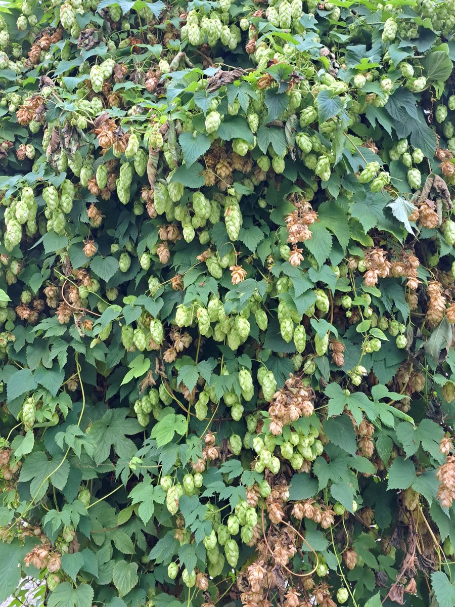 Hopfen (Humulus lupulus) - hier hat er eine Hecke übrwachsen. Er ist zweihäusig – das bedeutet, dass jede Pflanze entweder nur männliche oder nur weibliche Blüten trägt. Der Hopfen gehört zur Familie der Hanfgewächse und ist eine verholzende Kletterstaude.