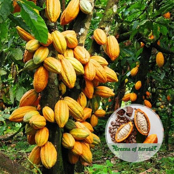 FryoTech's tweet image. Abeg where are those cocoa farmers that praise Tinubu, because of increment in price of Kilo  last year? 
I say make I ask , how far this year, hope the price still high.?