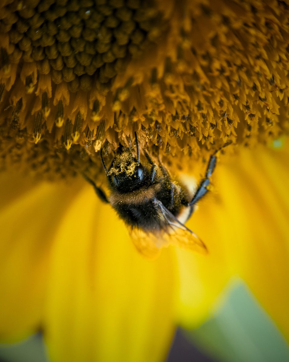 RCederfjard's tweet image. Share your yellow photos! 💛 🐝