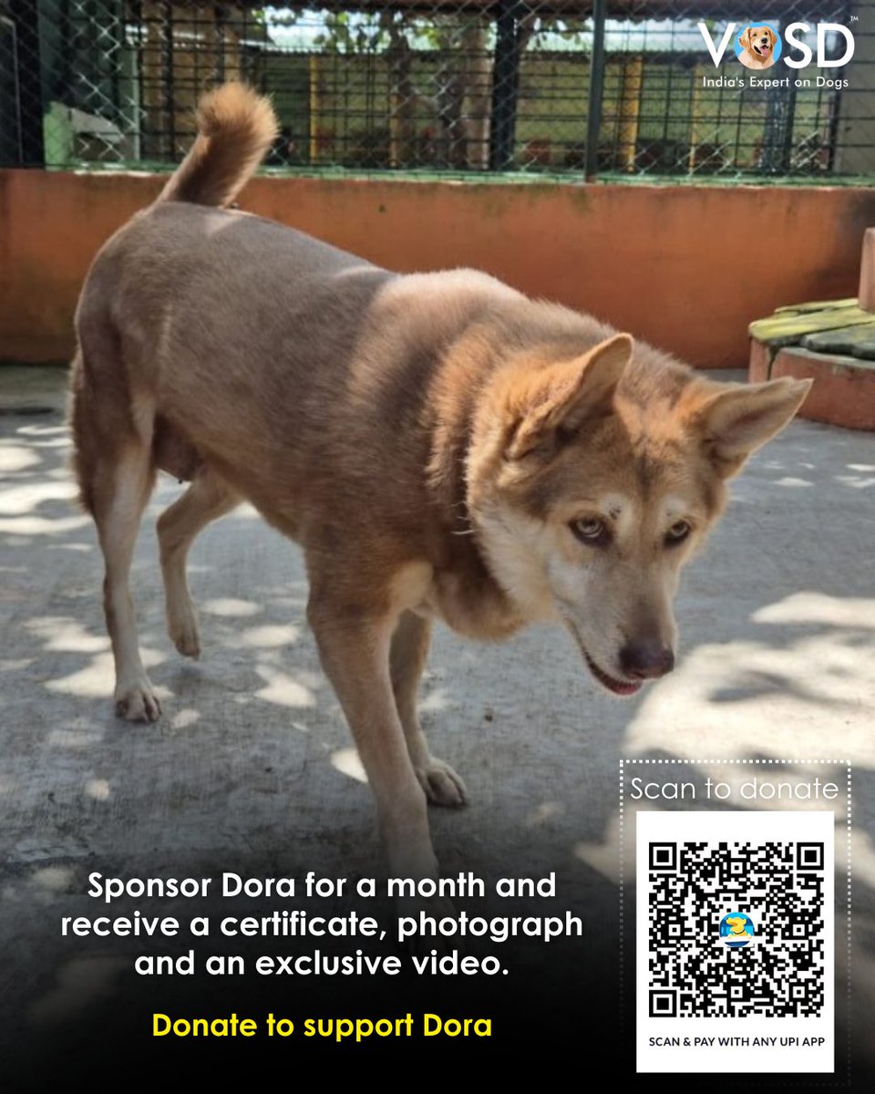 Dora, a sweet senior dog, needs a sponsor for October! 💛 

Once fed junk near Dorabjee eatery, a road accident left her hindlegs weak. Now safe at VOSD, she needs ₹5,000 for her care. Sponsor her &amp; get a cert, pic &amp; video! 

Email info@vosd.in to help Dora live happily.