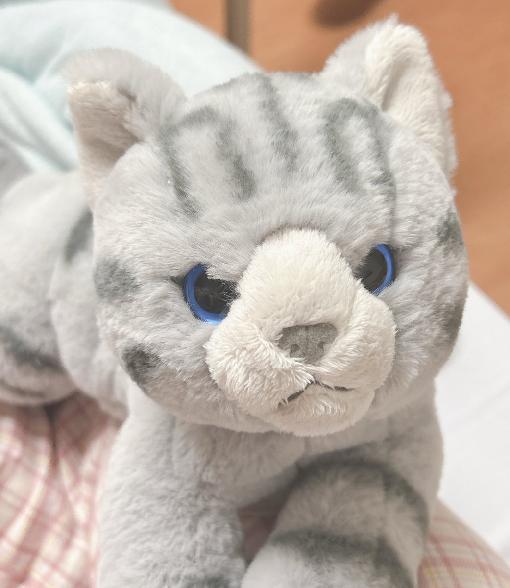 Mokutan_cat's tweet photo. #きょうのもふもふ
おっきなおっきな…こはだちゃんがやってきた！！！！
入院をサポートしてくれる、とにかくおっきなこはだちゃんだ〜〜！！！！ https://t.co/JWHryhdwVg