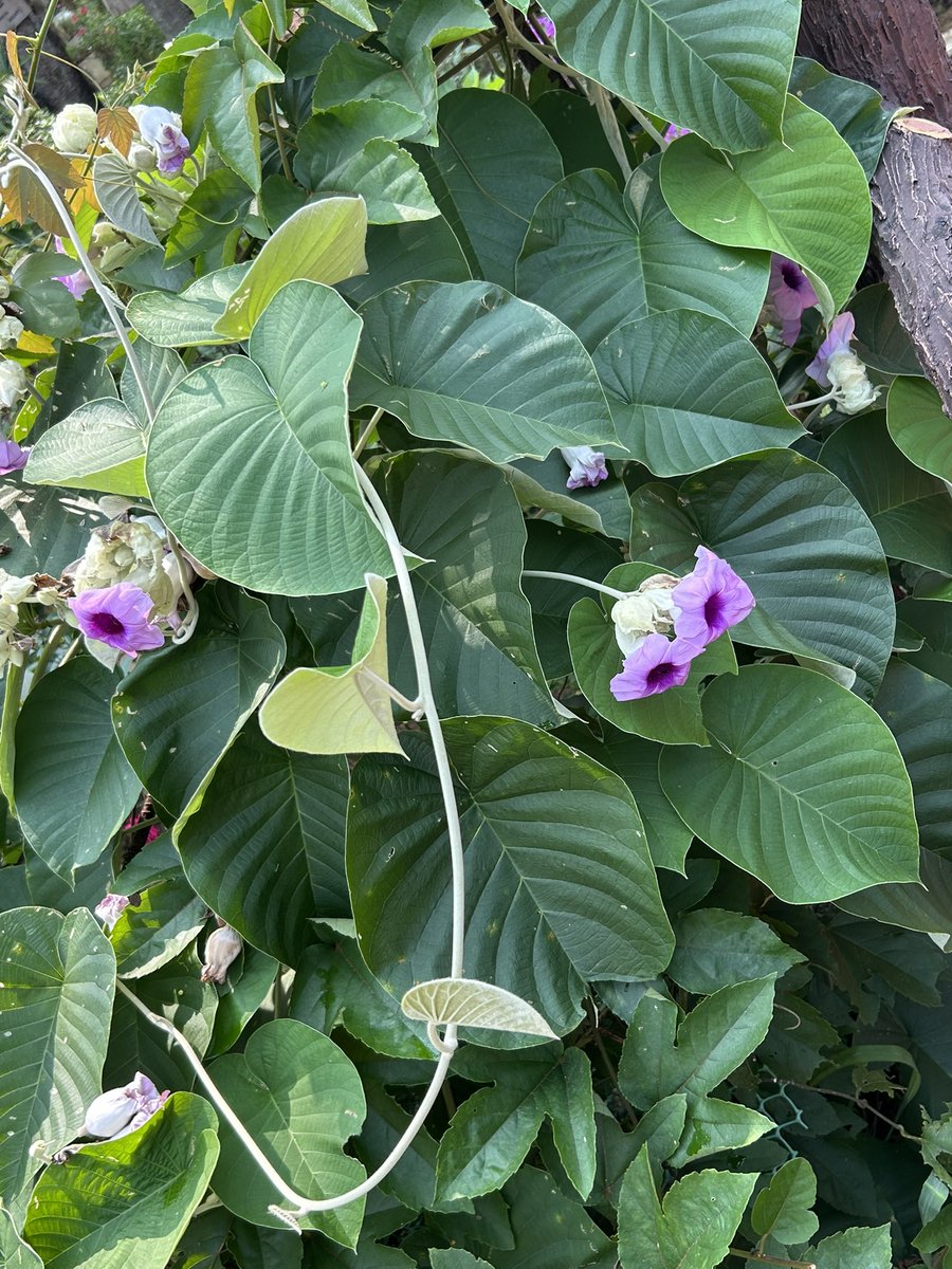 Stutee Bali Grewal (@stuteegrewal) on Twitter photo 