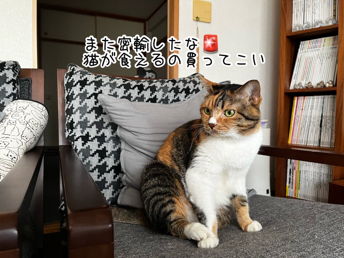 ねこねこ空港 (@nekoneko747) / Posts / X