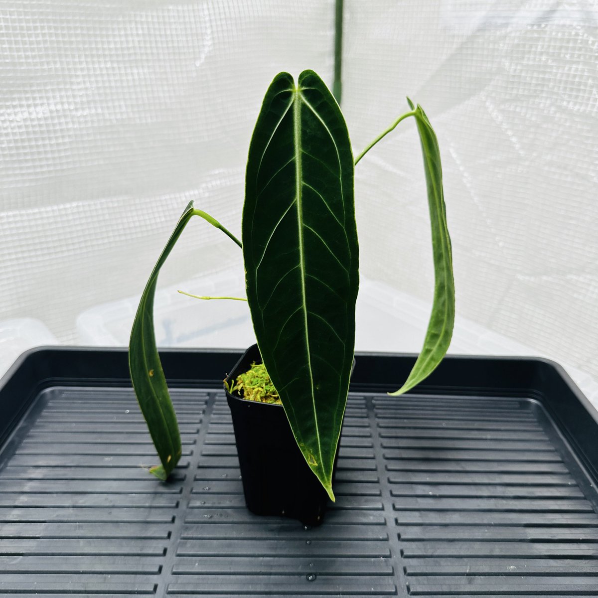 Masaya (@masaya_zxrs) / X