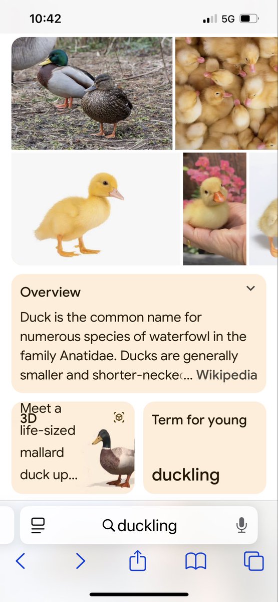 MiddleOfLidl's tweet photo. @AlexHartley93 definitely a ducking and yellow as a new born. Keep up the fabulous work! https://t.co/NJesJJXjAp