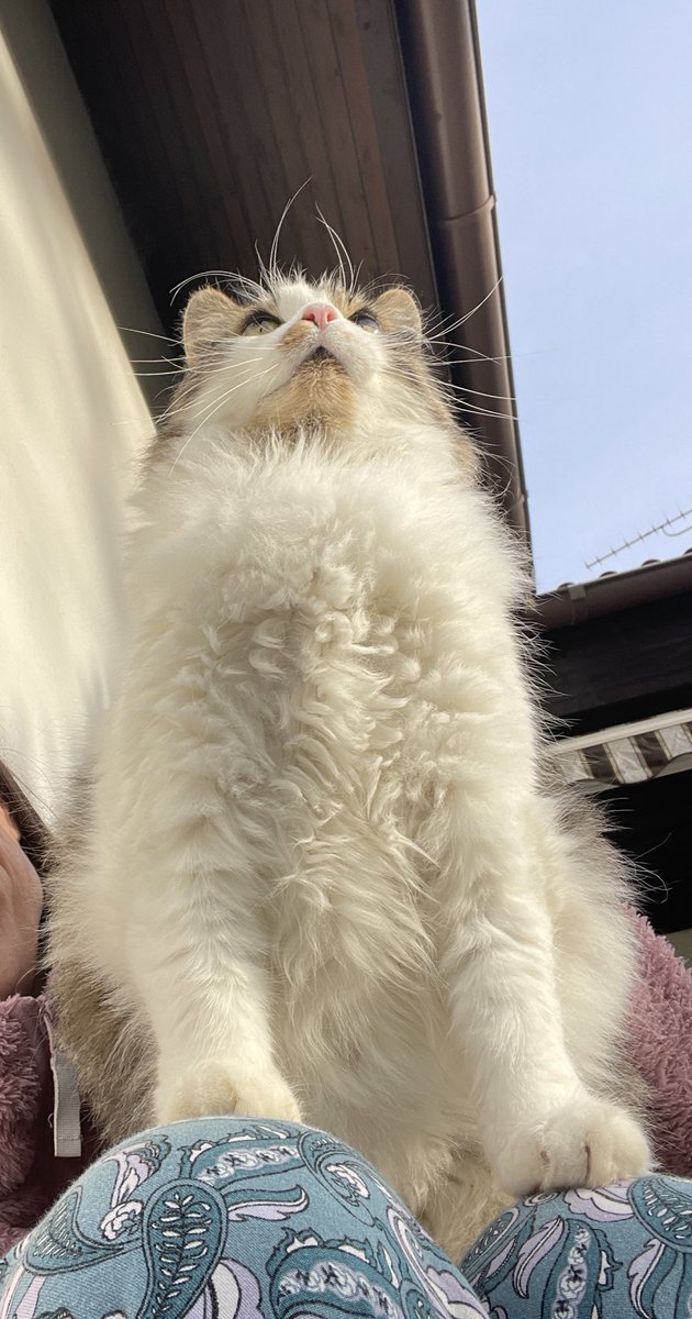 Dlouho nebyly novinky o naší paní vedoucí. Za pobyt u nás už zdvojnásobila svoji váhu 🩵 plíce jsou o kapánek lepší. Jen zima nezima jednoduše se jí do tepla moc nechce. 
A začíná být hezky ukecaná. 🤓