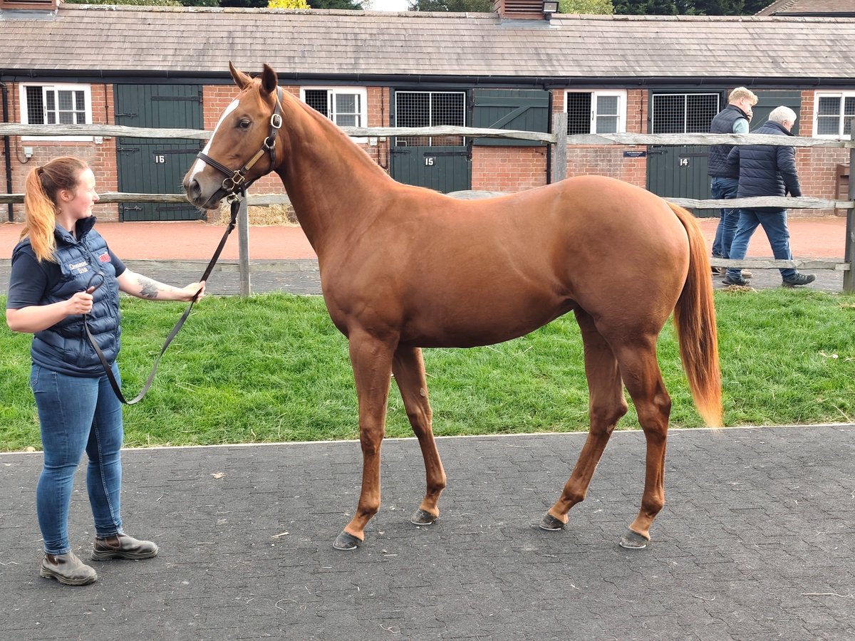 Cerramos Tattersalls Book 2/Book 3 con 4 incorporaciones para #CuadraMediterráneo. Machos por Space Blues y Phoenix Of Spain y hembras por Space Blues y Palace Pier. Como siempre gracias a Dominick Mahony por toda la ayuda durante la subasta. Y a partir del martes, Arqana.