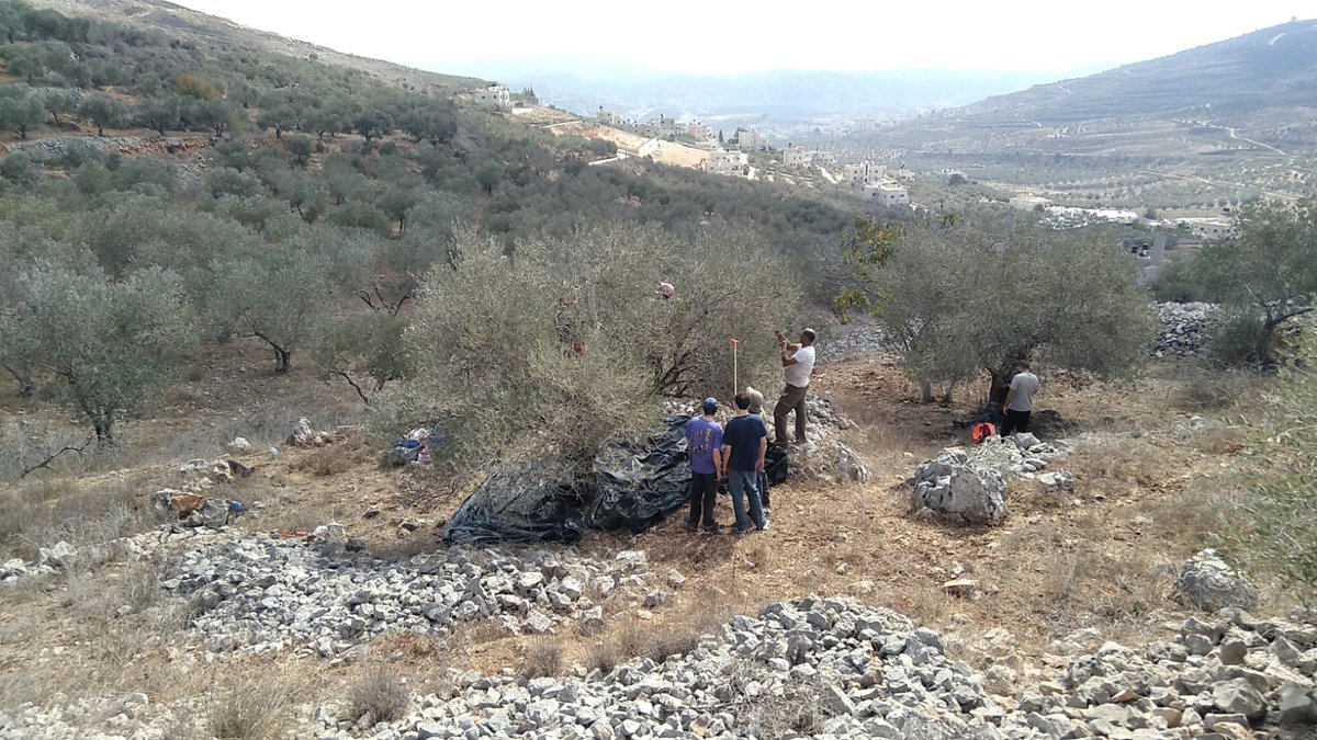 A peaceful harvest today in Burin! 

May we see more days like today. 

וְיָשְׁב֗וּ אִ֣ישׁ תַּ֧חַת גַּפְנ֛וֹ וְתַ֥חַת תְּאֵנָת֖וֹ וְאֵ֣ין מַחֲרִ֑יד" - מיכה ד:ד"
"Every family shall sit under their vine and fig tree, and they shall know no harm” Micah 4:4