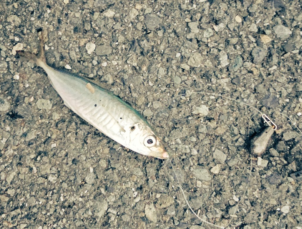 え

釣れたんだけど

#金じゃなくて青

ジグサビキもとい根がかり回避の為ナスオモリDEサビキにして半信半疑でやってみたんですけど…
ちゃんと釣れました🙌
たくさん魚入ってたら面白いかもしれません🙌

※今回学んだこと。
魚掴みは必要😂👍