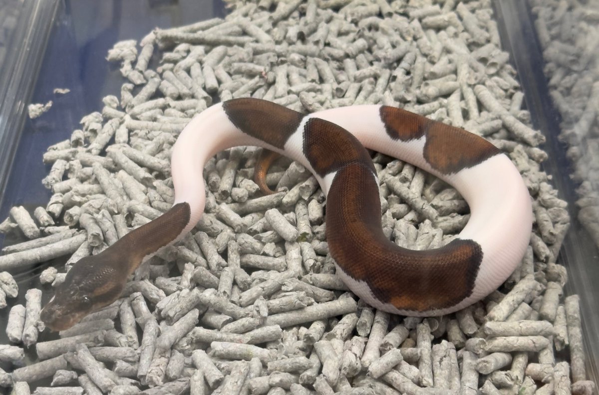 MM Snake COIL tweet media