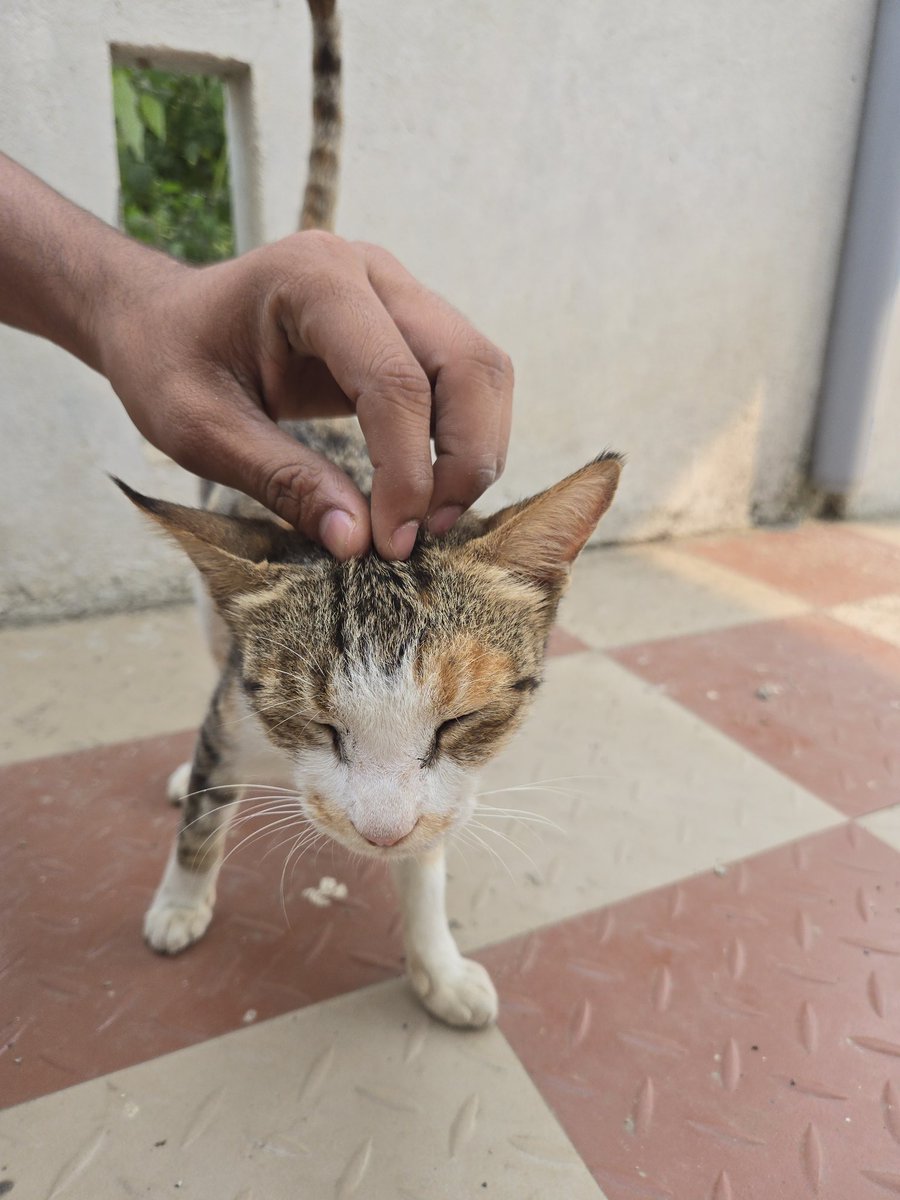 is_mohitsingh's tweet image. New neighbours knocked today. 🐈