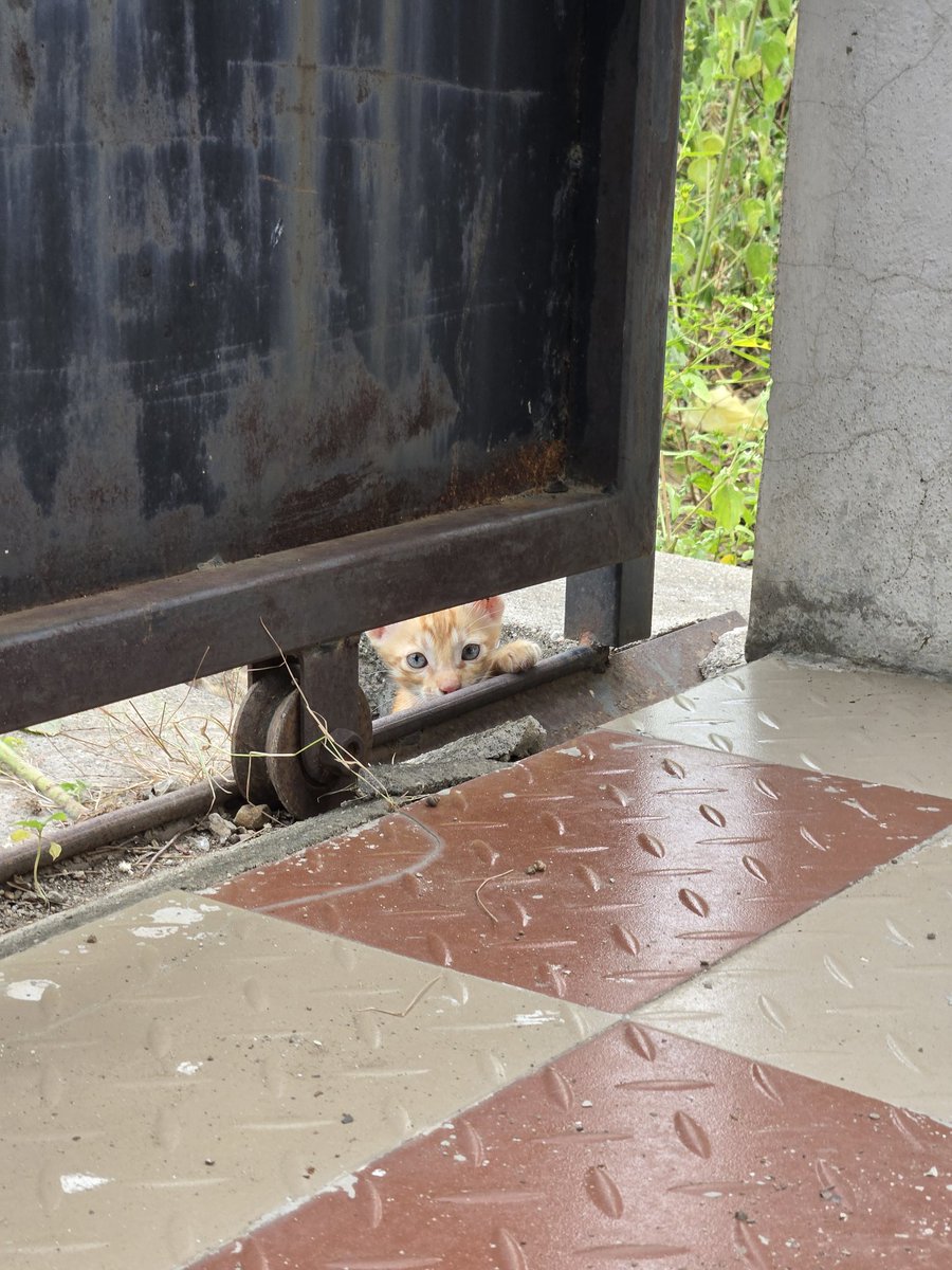 is_mohitsingh's tweet image. New neighbours knocked today. 🐈