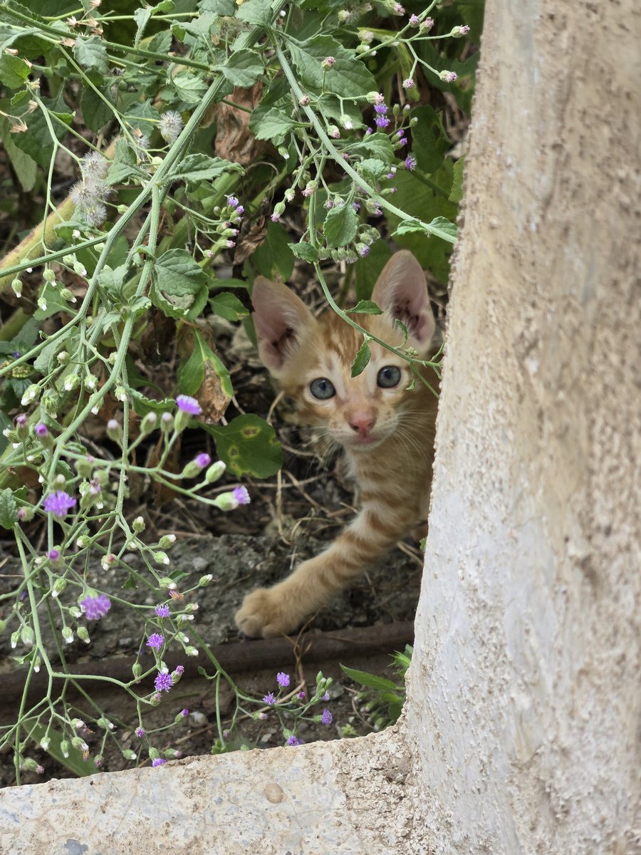 is_mohitsingh's tweet image. New neighbours knocked today. 🐈
