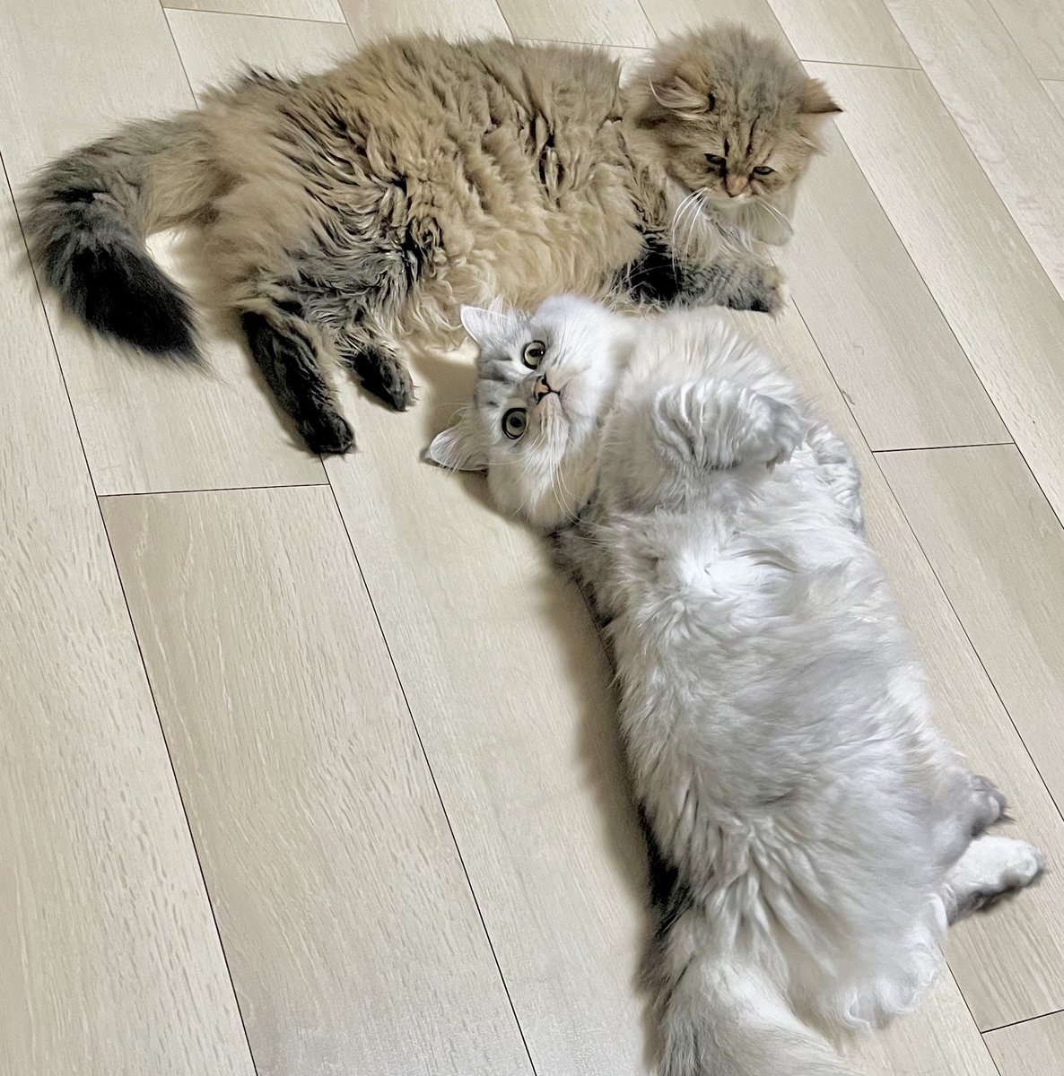 おこげ🐾サイベリアン (@okoge_1003) / Posts / X