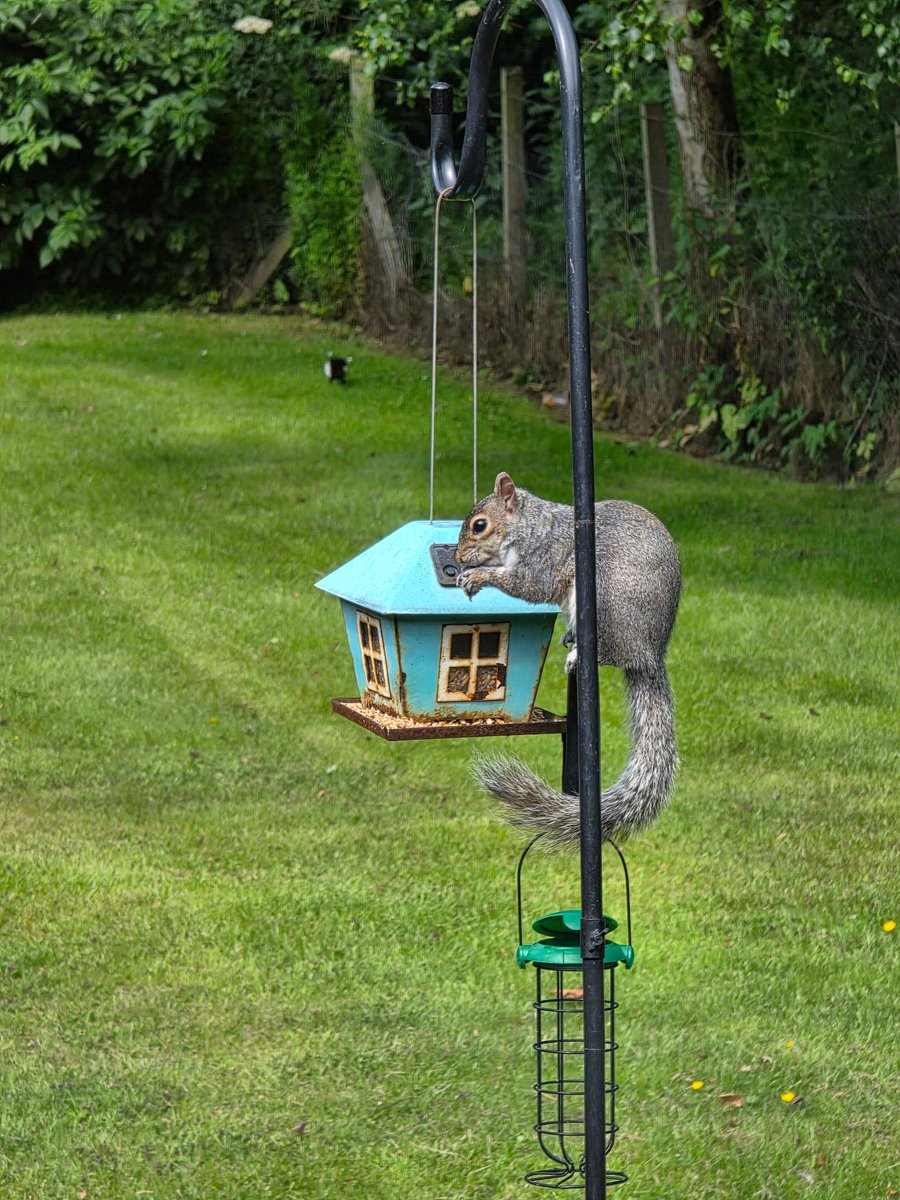 The best #breakfast buffet......if you're a squirrel, and you put out food for birds 🐦‍⬛😏
 
#squirrel #scotland #NaturePhotography