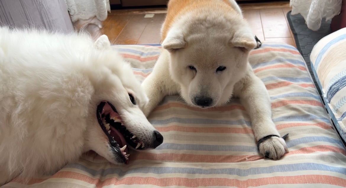 しばわんこ生活 (@toshi38410872) / Posts / X