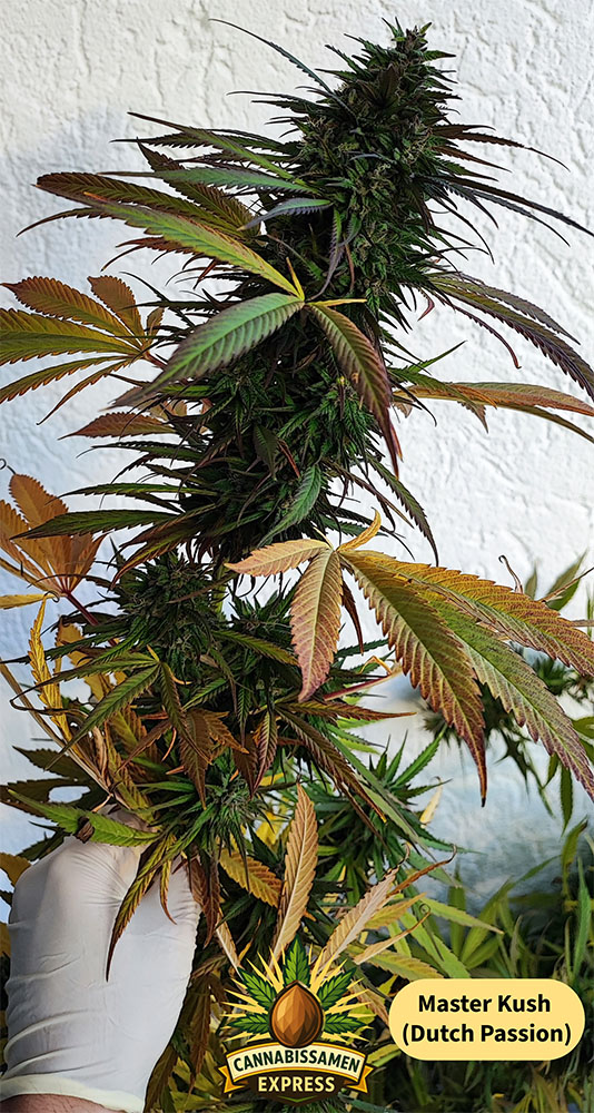 Master Kush Blütenpracht im Herbst🍂
Seedbank <a href="/dutchpassion/">dutch passion</a> 

Erhältlich im Shop auf cannabissamen-express.de
Hinweis auf aktuelle Bonusaktion s. Post🔽

Outdoor #Eigenanbau in Deutschland lohne sich nicht - ein weit verbreitetes Vorurteil. Sortenwahl... 
#CanGwirkt #Weedmob 
1/5