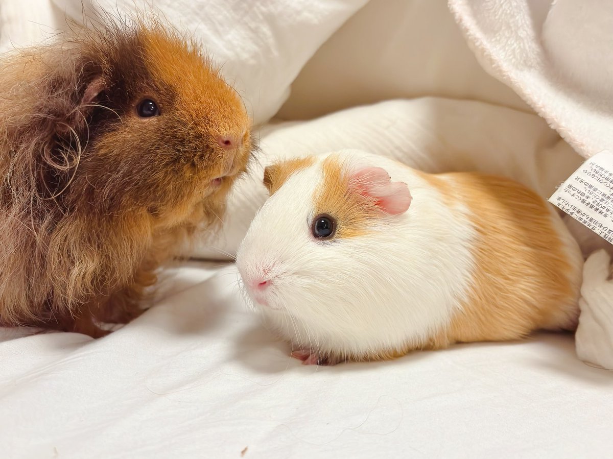 もちもちとふわふわです。