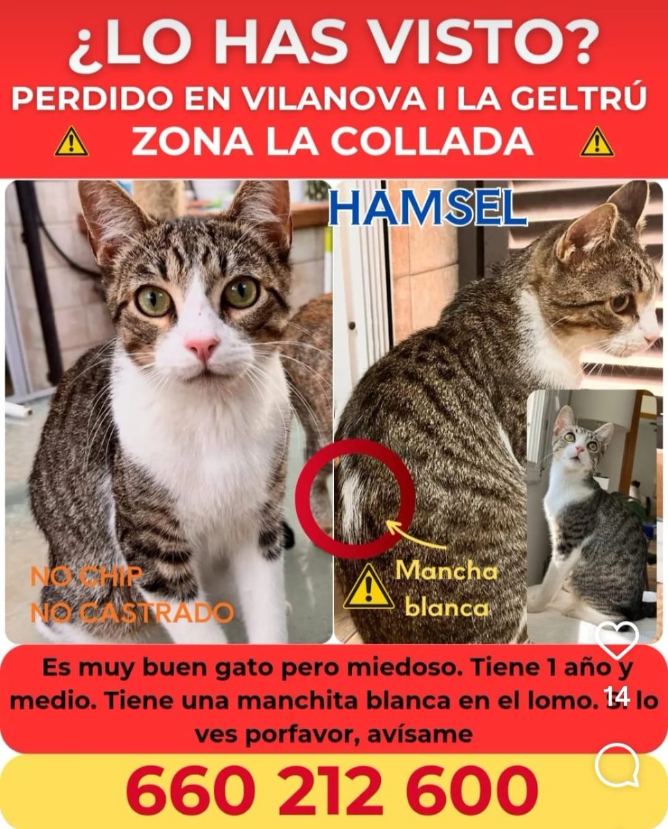 Gatet perdut a Vilanova i la Geltrú, zona La Collada. Respon al nom de Hamsel. Té una taca blanca característica al llom. Si el veieu, truqueu al número que surt a la imatge.
#gatperdut #vilanovailageltrú #amicsiprotectirsdelsgats #Hamsel