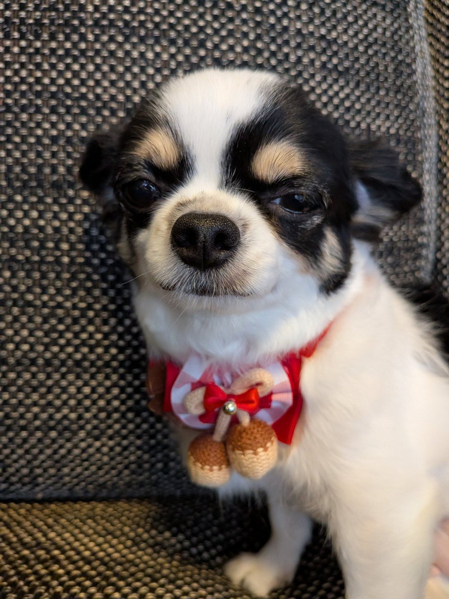 ੯‧̀͡u\様 犬用 on X