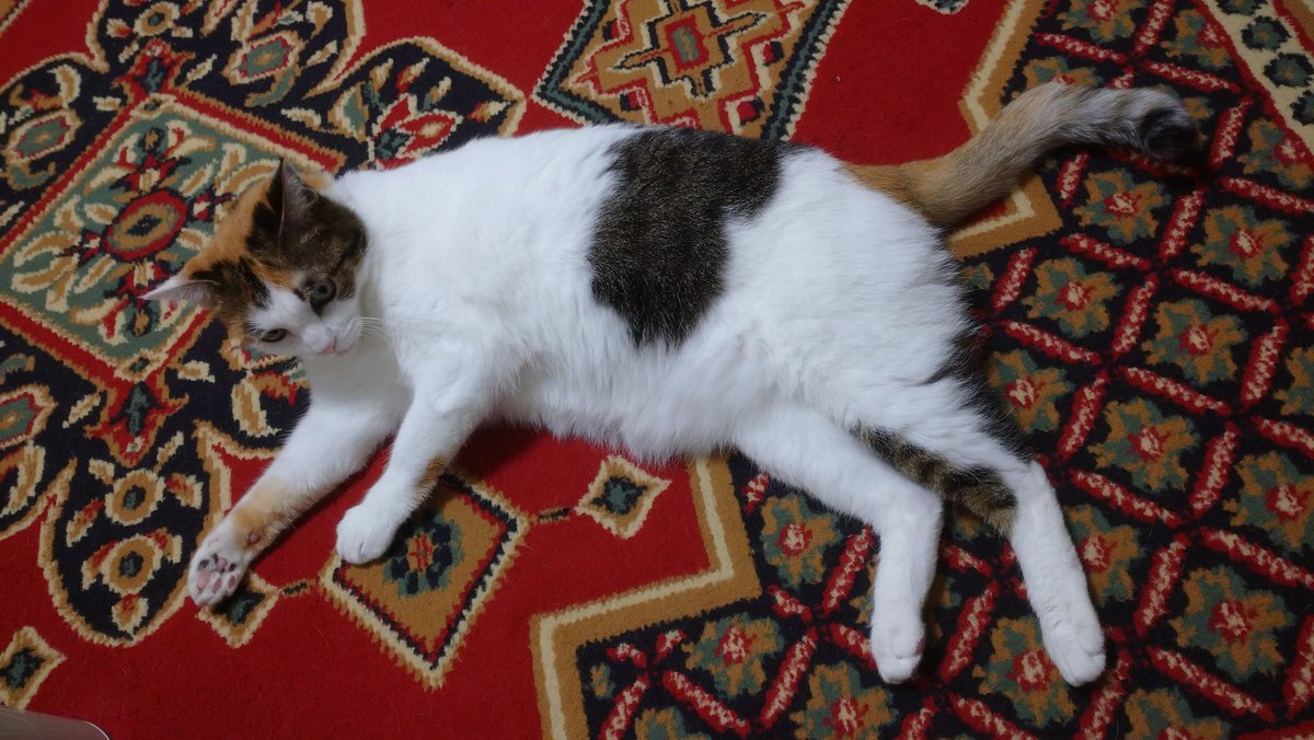 NCScript's tweet image. 友人宅の猫ちゃんです。