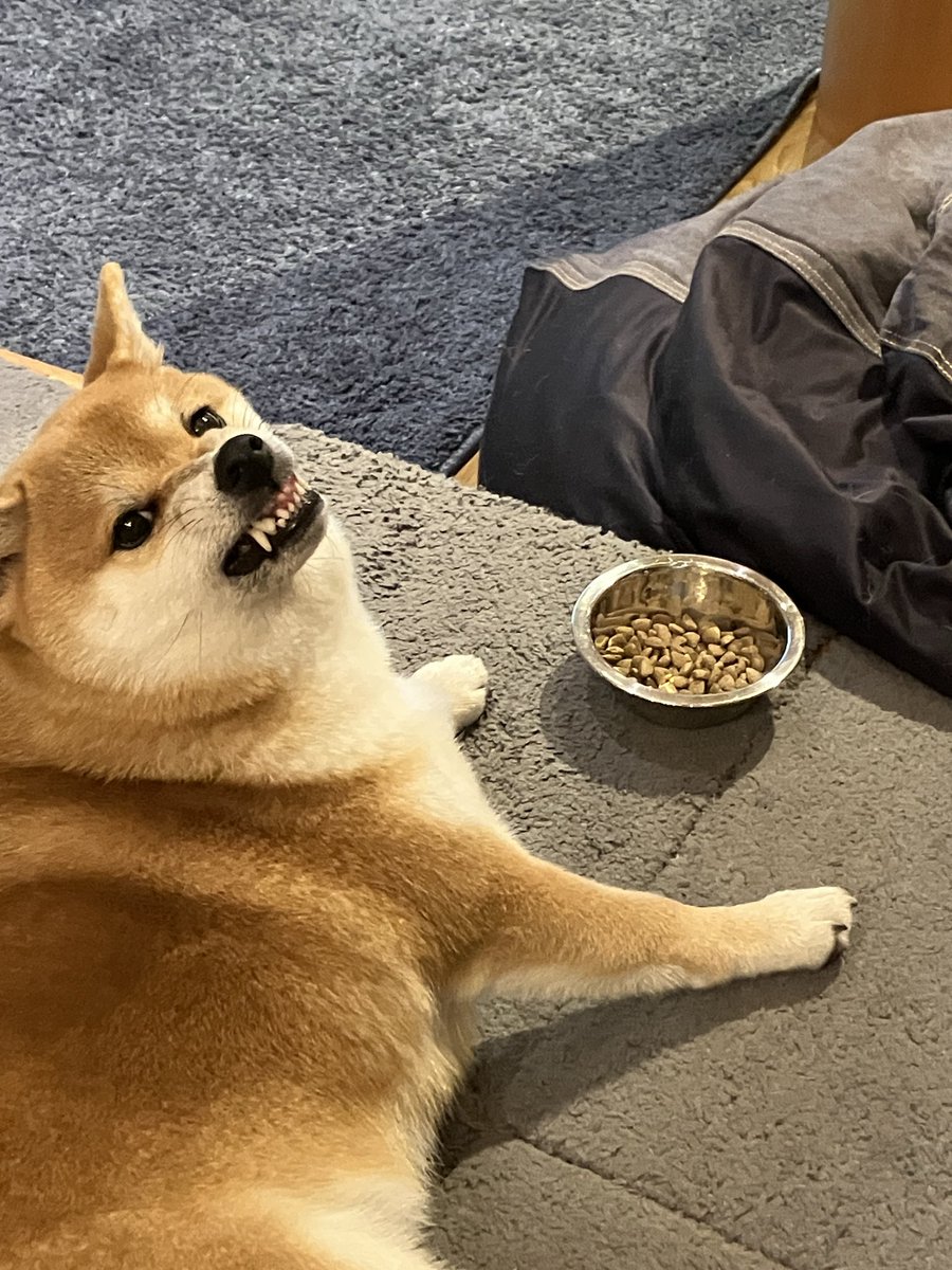 なんなんだよー
#柴犬のいる暮らし