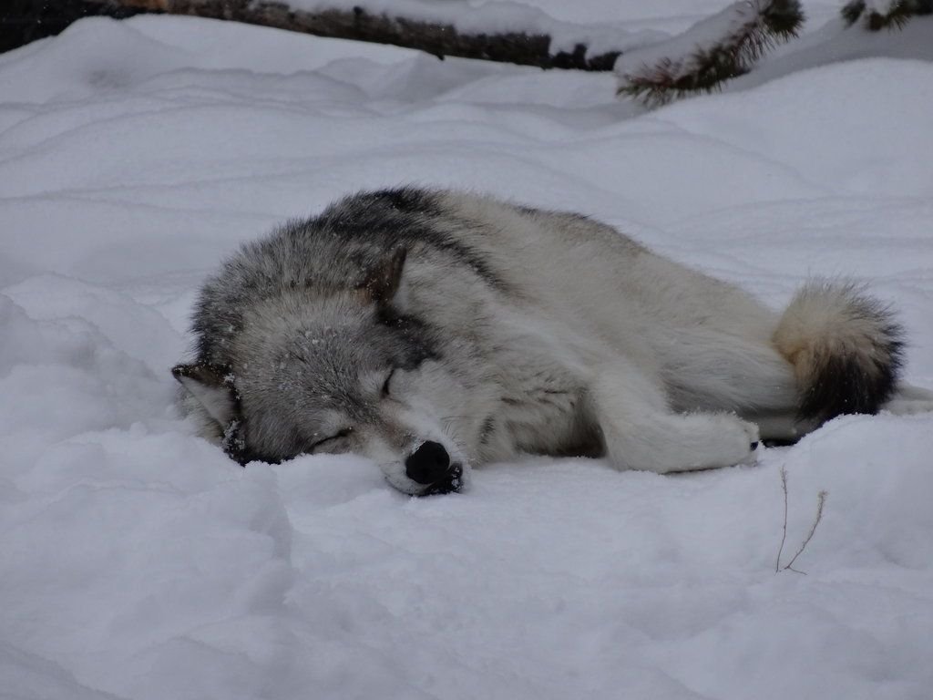 woof "kindness, love and friendship" woofington (@woofgonecrazy) on Twitter photo its sleepy snow time ... snowpy ... its sleepy snow time ... snowpy ...
